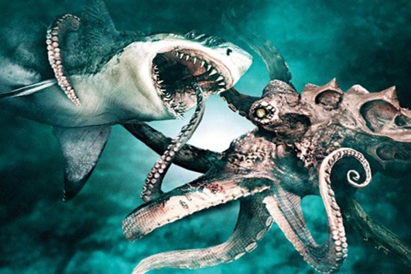 Kraken 24 at