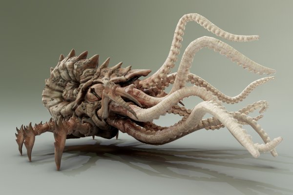 Kraken 11at